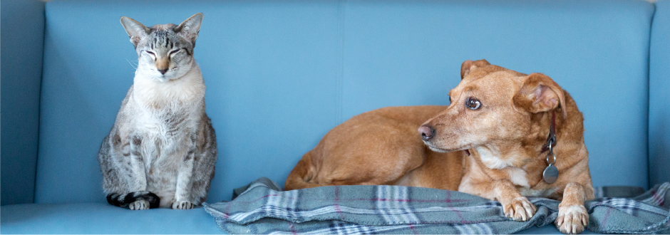 ハウス動物病院いぬ・ねこ医療センターについて